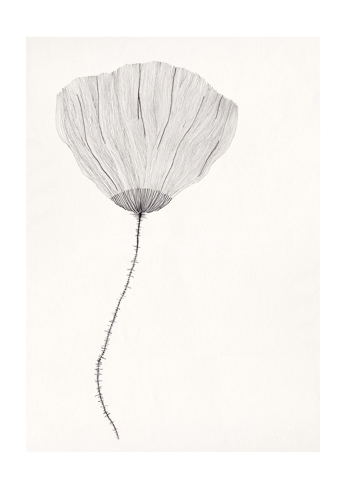 Poppy