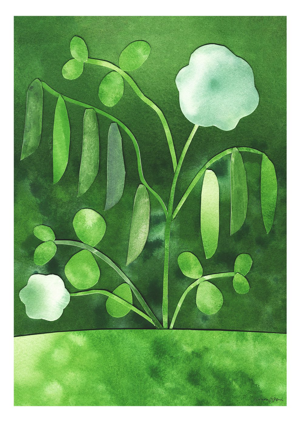 Peas in Bloom