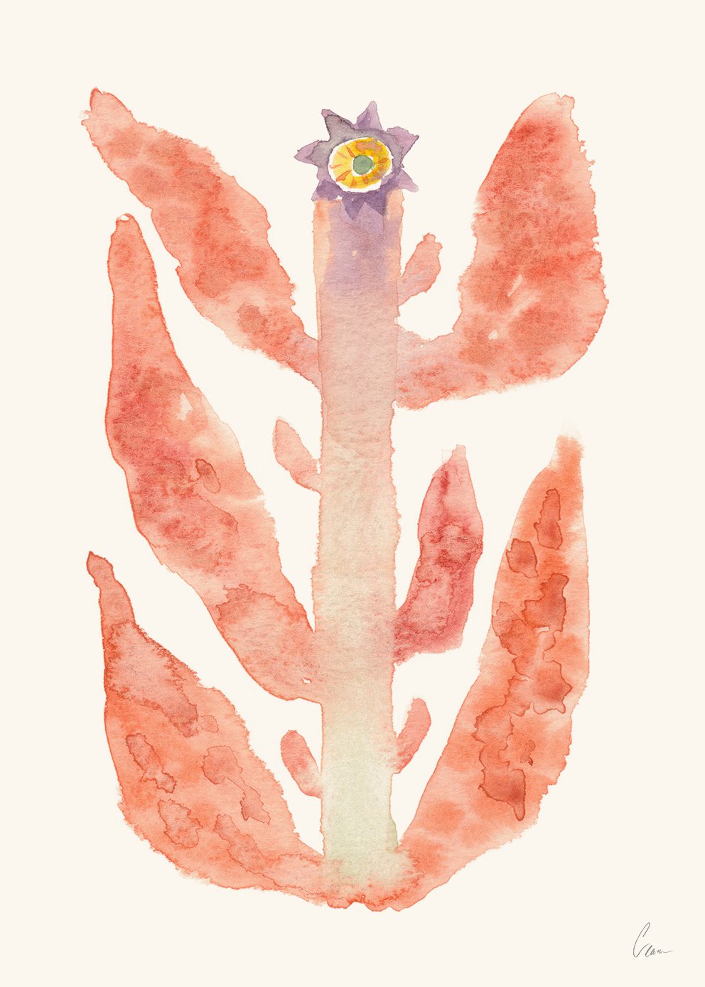 Augusti