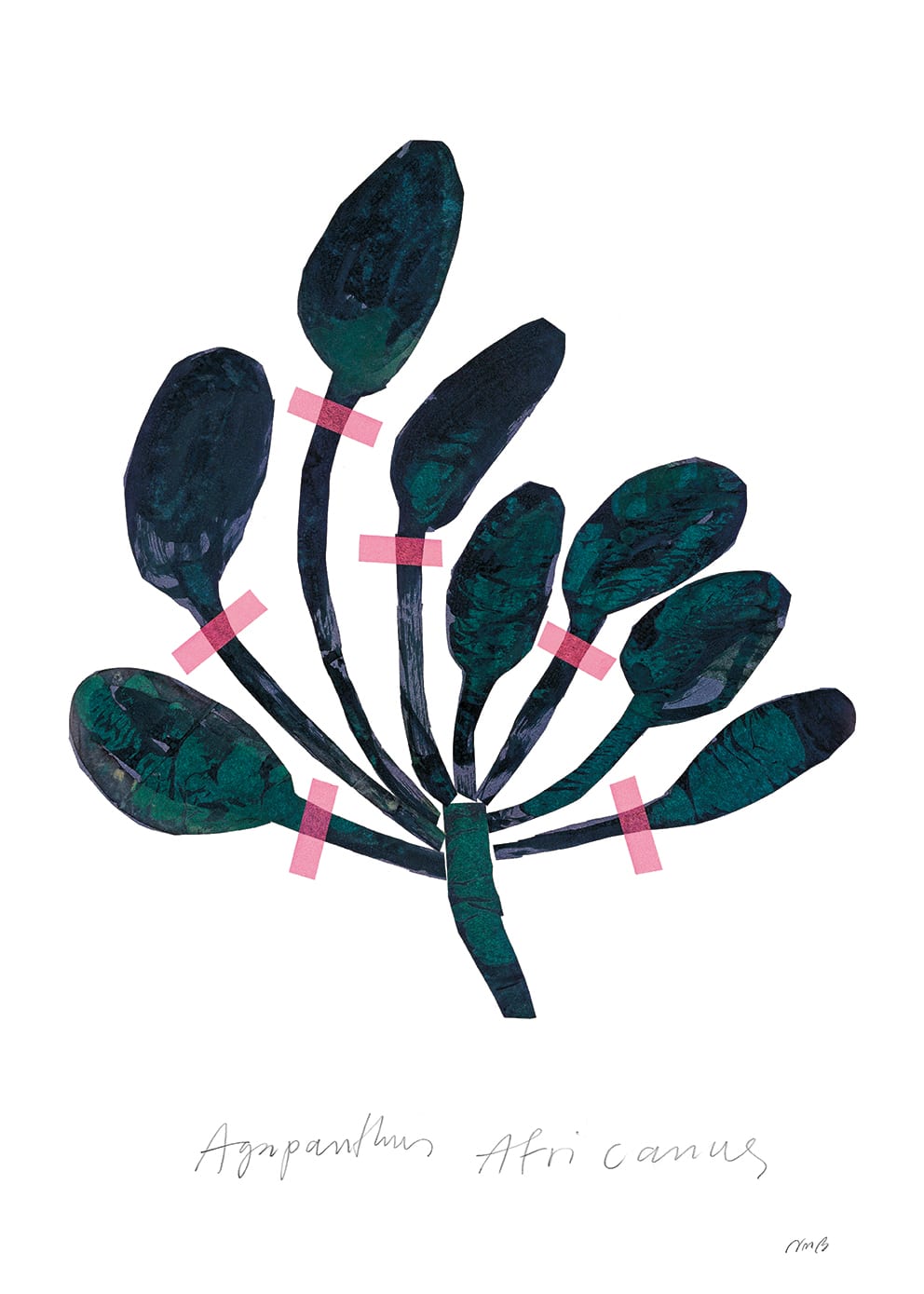 Agapanthus