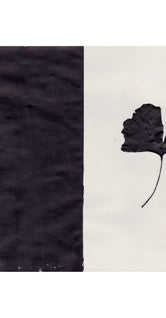 Black Ginkgo by Ana Frois