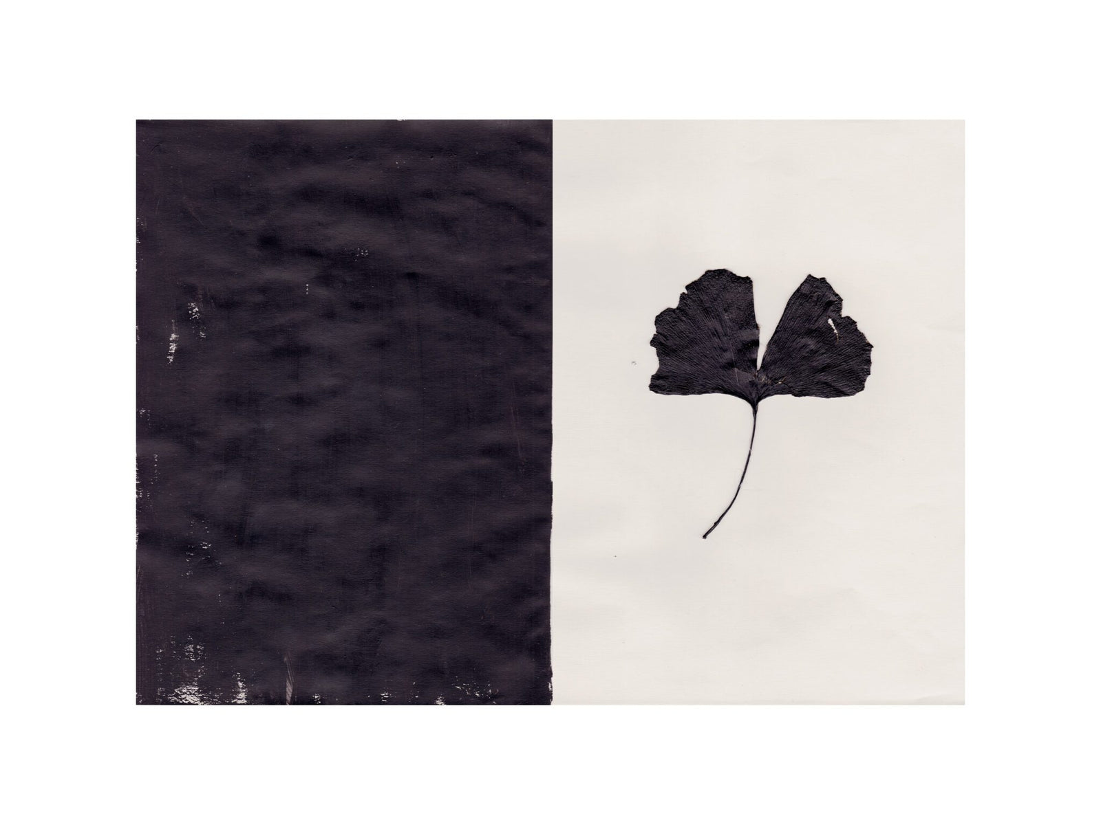 Black Ginkgo