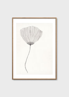 Poppy by Ana Frois