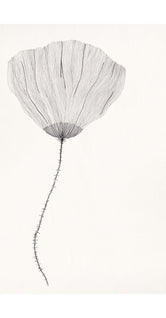 Poppy by Ana Frois
