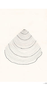 Shell by Ana Frois