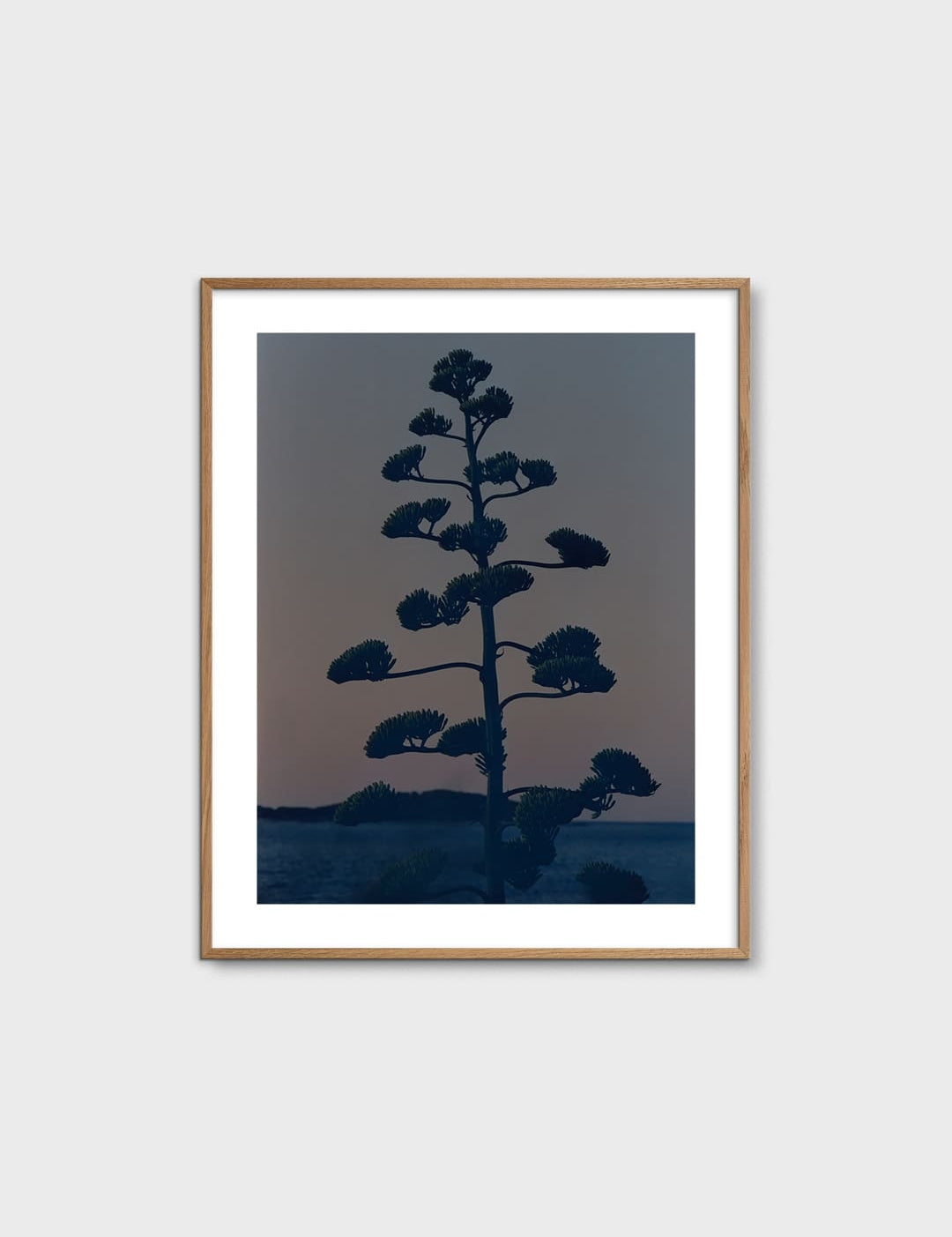 Hvar Agave Flower by Armin Tehrani