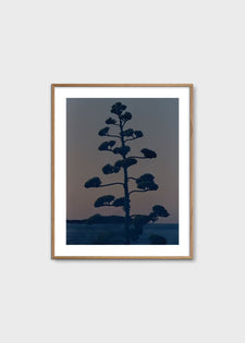 Hvar Agave Flower by Armin Tehrani