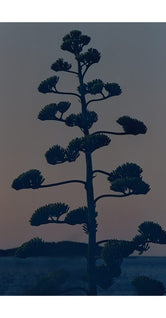 Hvar Agave Flower by Armin Tehrani