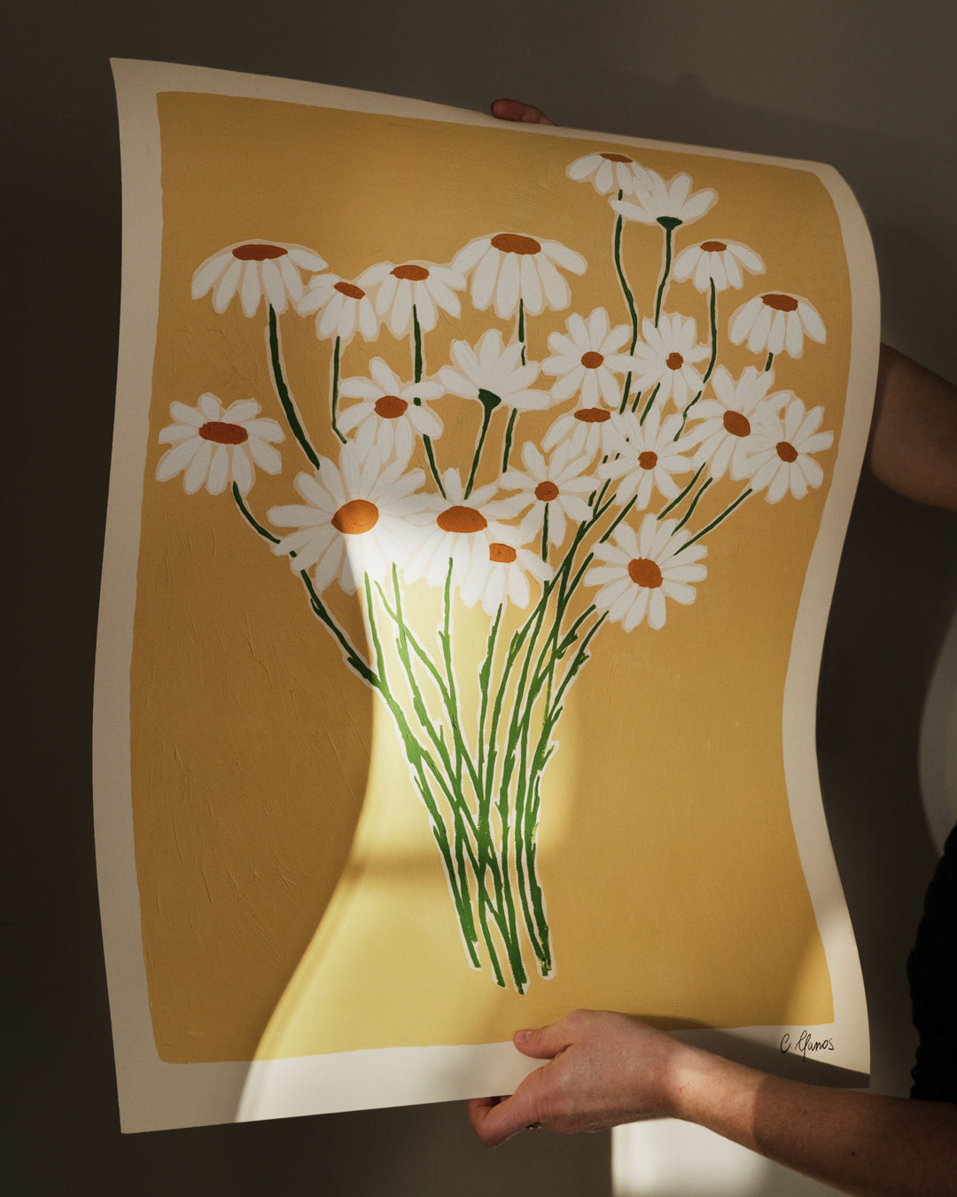Daisies by Carla Llanos