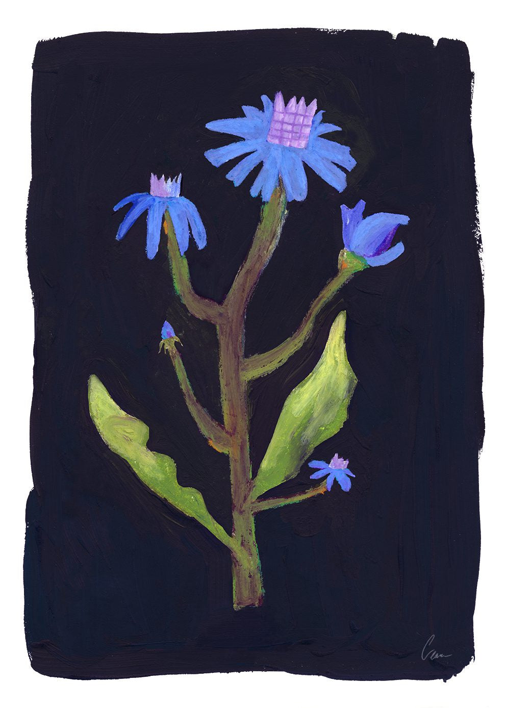 Night Flower by Clara Schicketanz