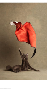 Le Chat Chic by Kinfolk