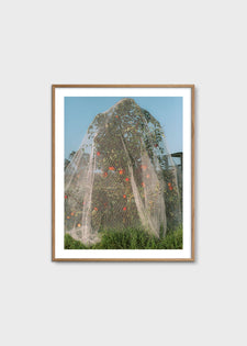 Apple Tree by Lee Burnett