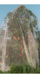 Apple Tree by Lee Burnett