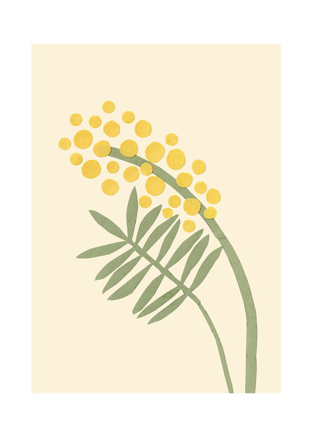 Acacia