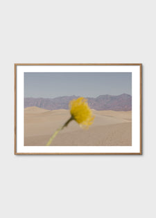 Desert Mirage by Nicole Mason