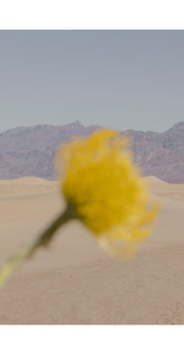 Desert Mirage by Nicole Mason