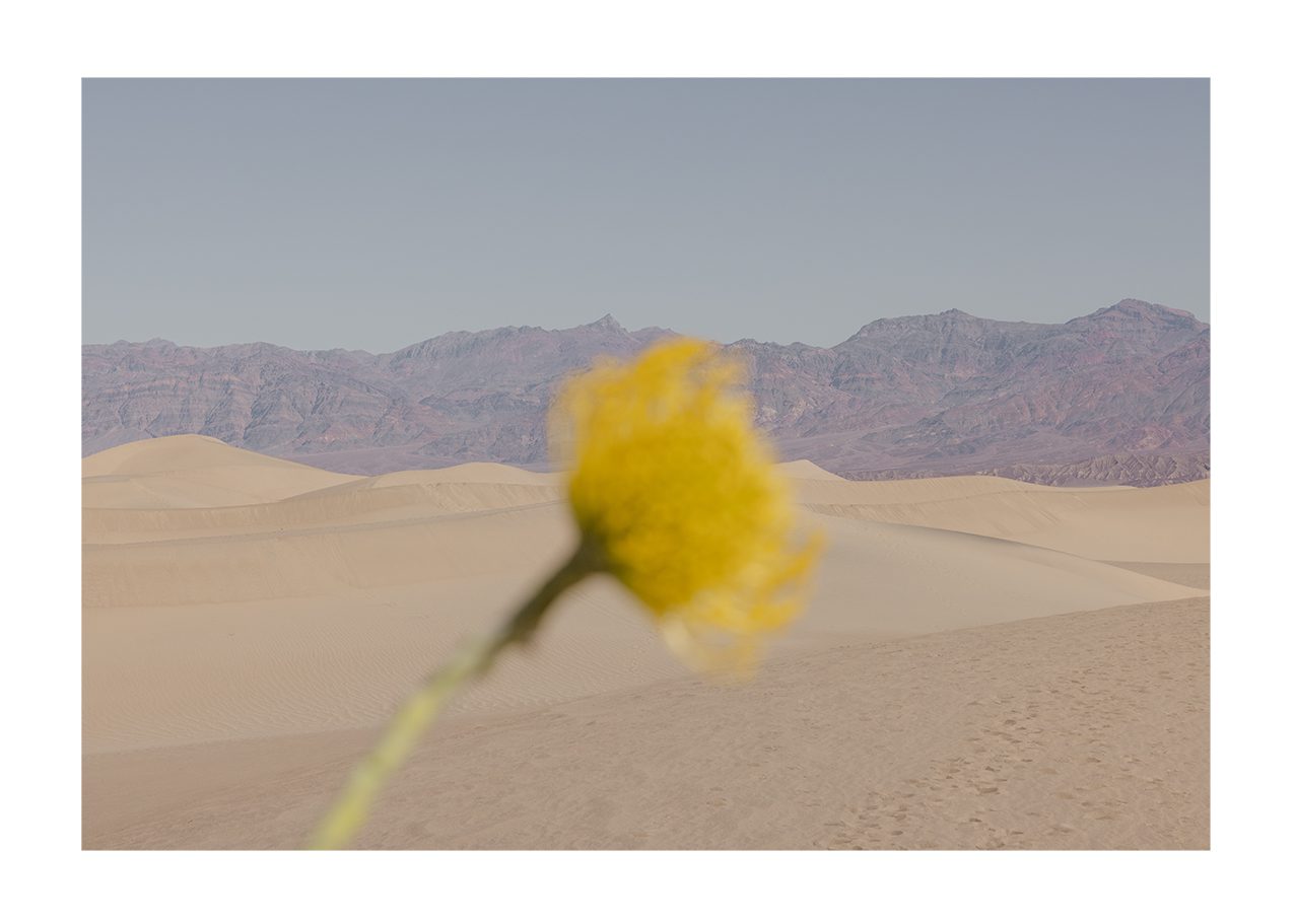 Desert Mirage