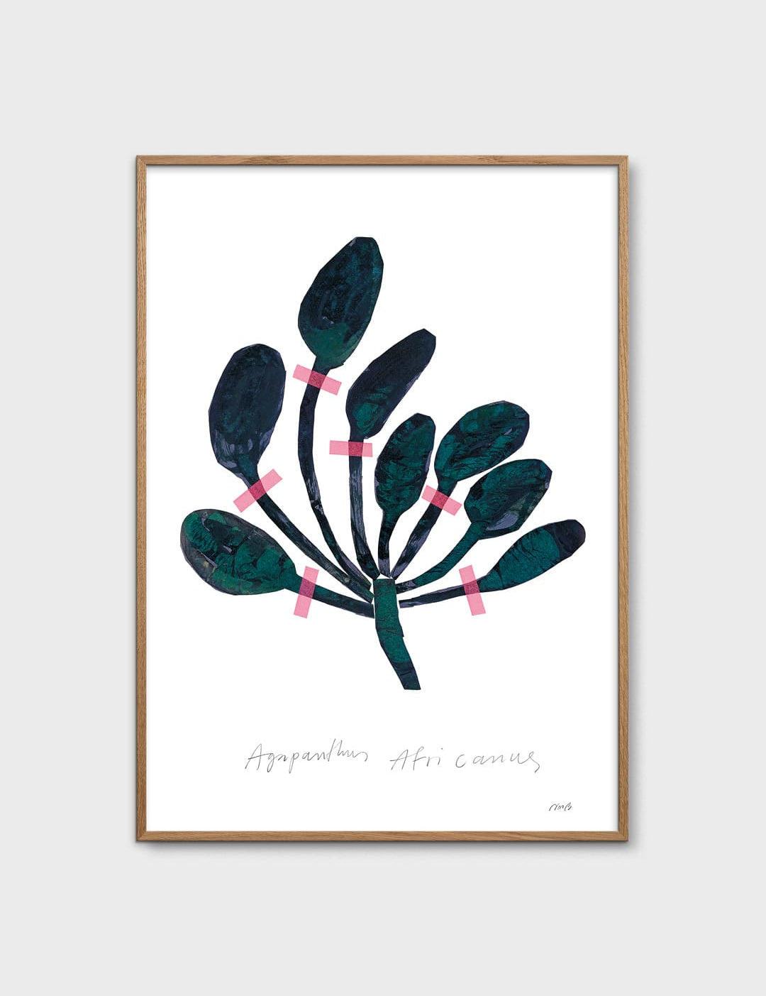 Agapanthus by Nygårds Maria Bengtsson