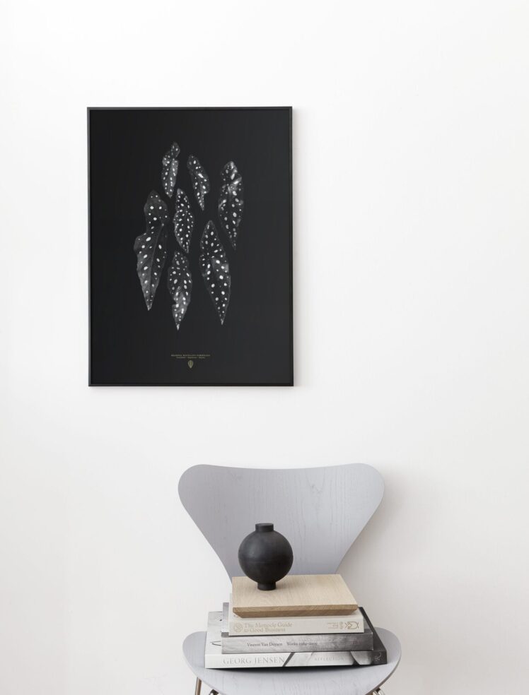 Begonia Maculata | via ThePosterClub.com